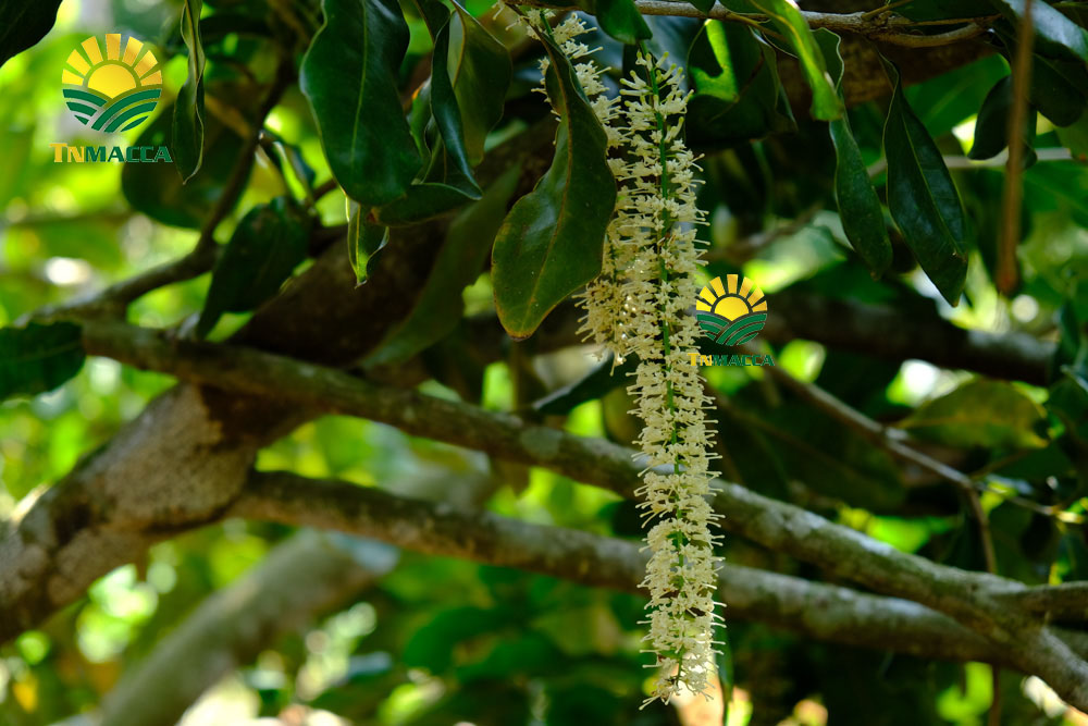 10.cach-che-bien-nau-chao-hat-macca-thom-ngon-nhat-cho-be-an-dam