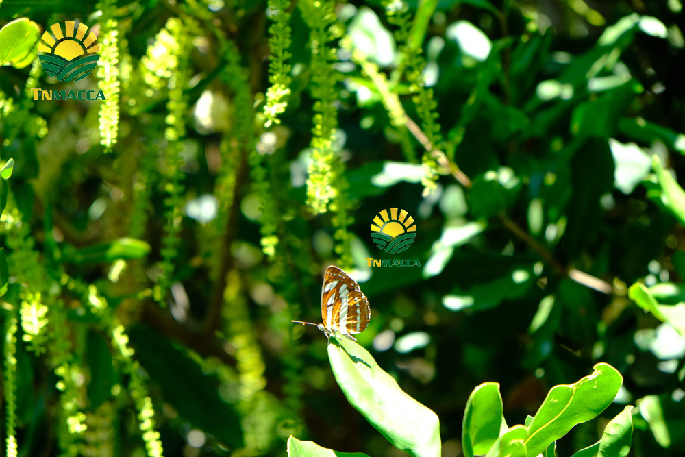 10.cach-rang-say-hat-macca-nguyen-vo-bang-chao-lo-nuong-va-lo-vi-song