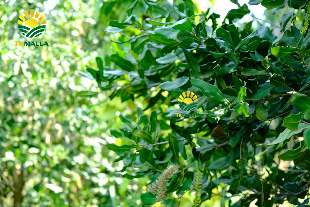 10.hat-macca-daklak-5-san-pham-hot-duoc-che-bien-tu-hat-macca-daklak