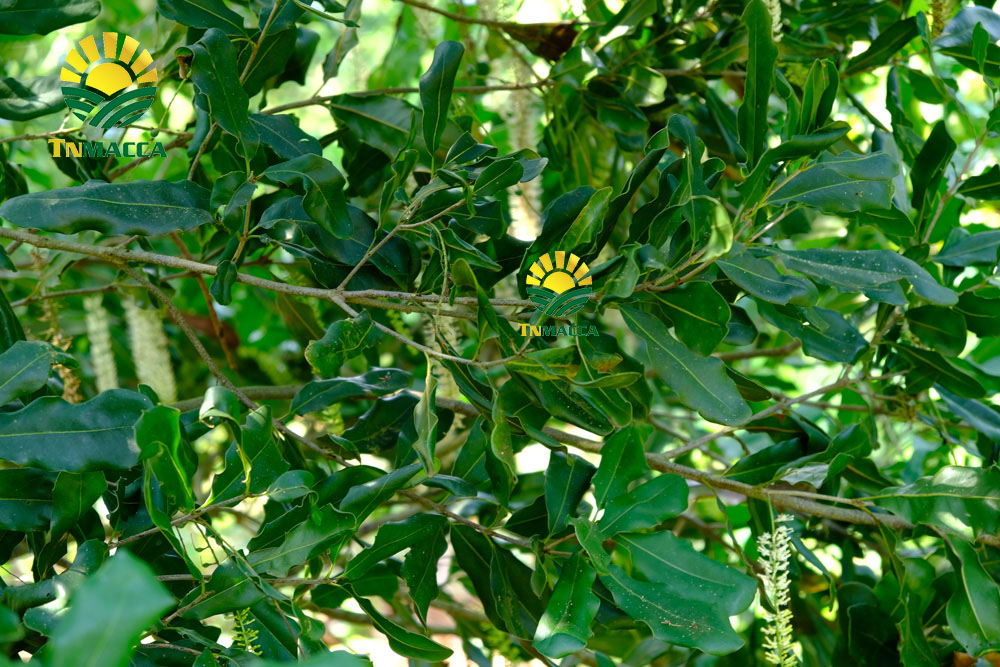 10.hat-macca-say-kho-da-tach-nut-vo-dac-lac-hay-da-lat-gia-re-hon