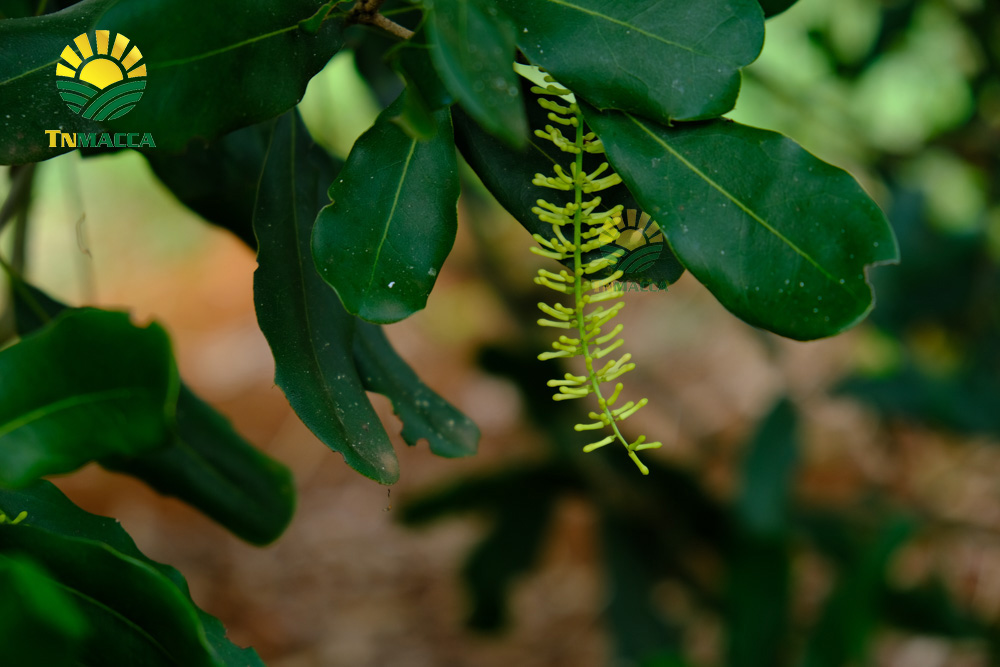 10.hat-macca-trung-quoc-5-cach-de-nhan-biet-macca-trung-quoc