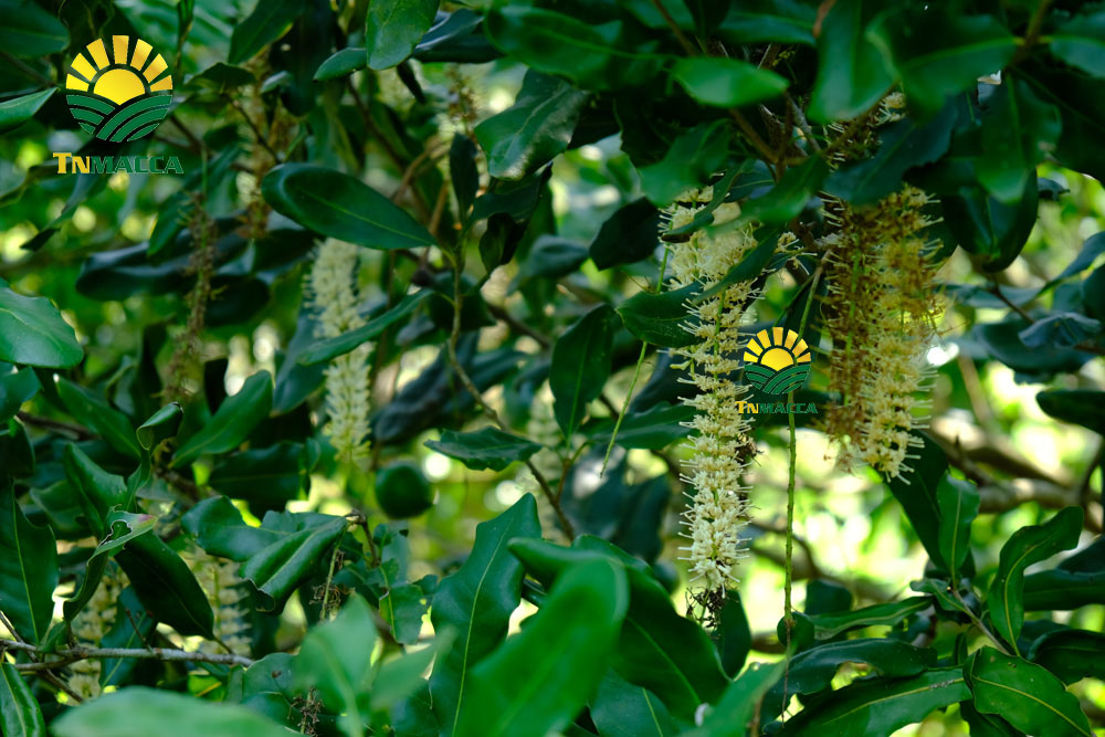 10.hat-macca-uc-dac-diem-uu-diem-va-han-che-cua-macca-uc