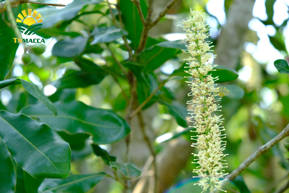 10.hat-macca-uc-mourad-s-500g-va-hat-macca-my-tach-vo-gia-bao-nhieu