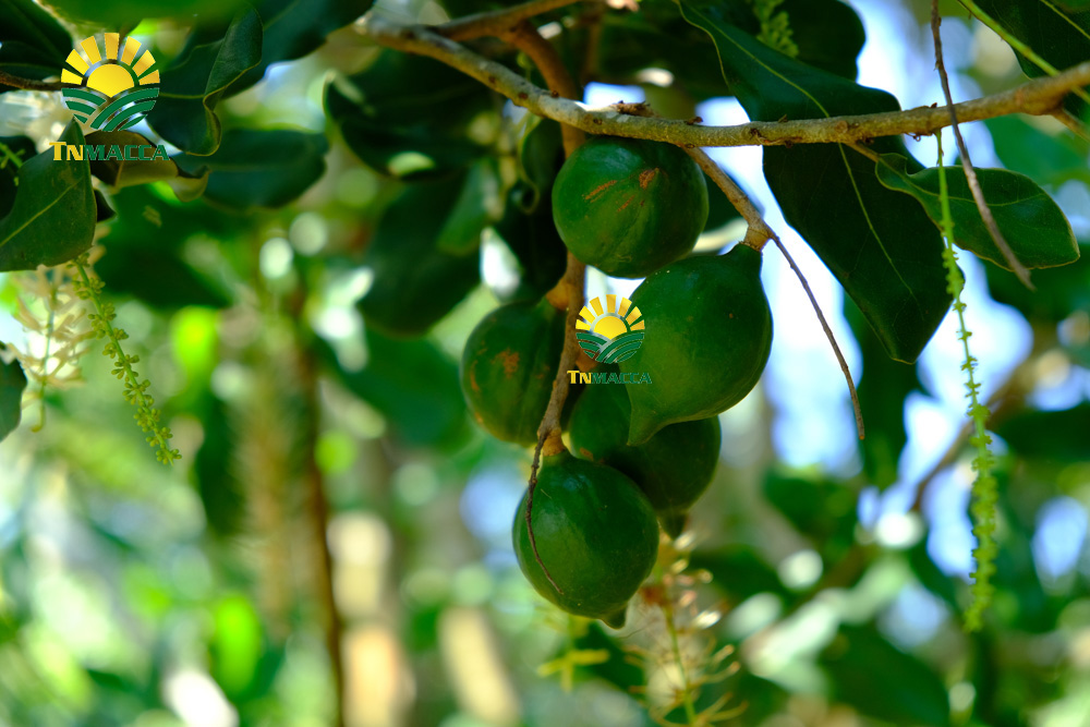 10.mua-hat-macca-o-dau-uy-tin-tai-ha-noi-voi-gia-si-va-chat-luong