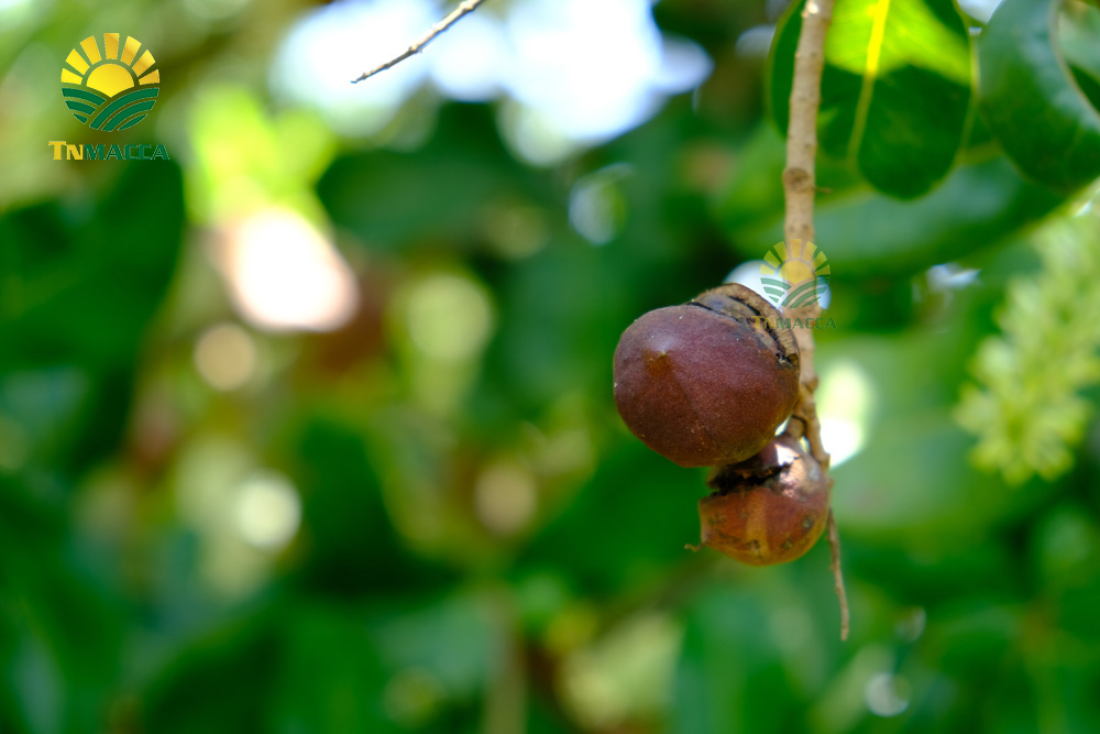 11.4-tac-dung-cua-hat-macca-voi-ba-bau-cach-su-dung-an-de-tot-nhat