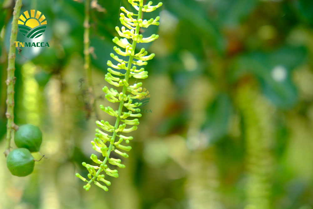 11.cach-tach-hat-macca-2-cach-tach-vo-hat-macca-tuoi-va-macca-say