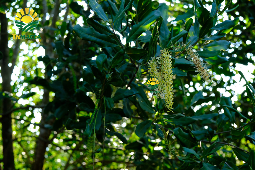 11 hat-macca-viet-nam-6-yeu-to-tao-nen-chat-luong-hat-mac-ca-viet