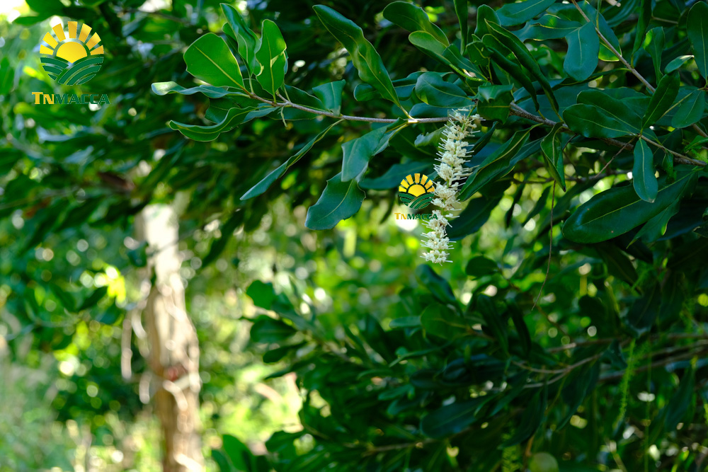 11.mua-hat-macca-o-dau-uy-tin-tai-ha-noi-voi-gia-si-va-chat-luong