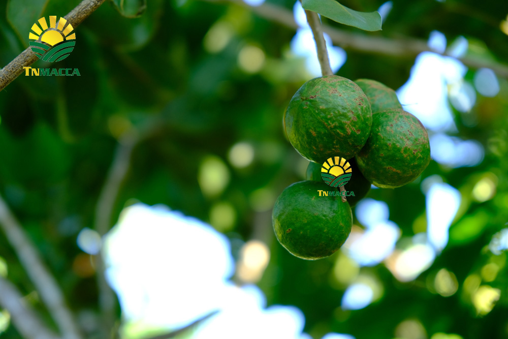 12.cach-rang-say-hat-macca-nguyen-vo-bang-chao-lo-nuong-va-lo-vi-song