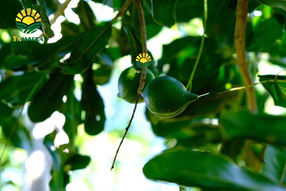 12.hạt macca tươi