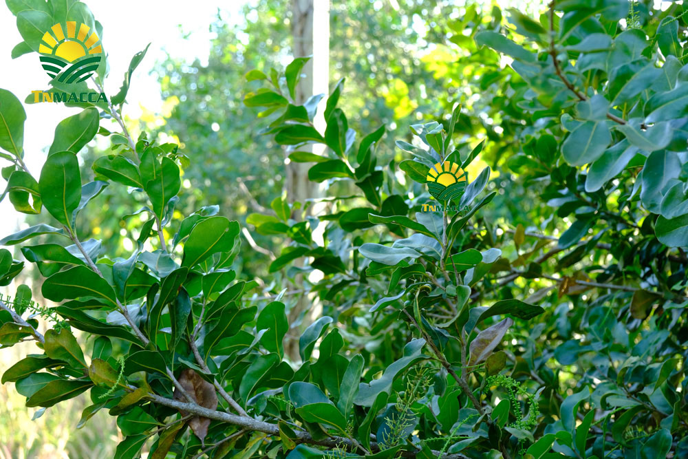 12.tac-dung-cua-hat-macca-4-tac-dung-chinh-cho-moi-lua-tuoi