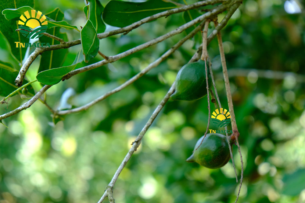 13.cach-che-bien-nau-chao-hat-macca-thom-ngon-nhat-cho-be-an-dam