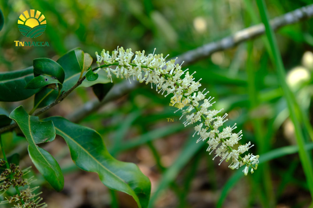 13.cach-tach-hat-macca-2-cach-tach-vo-hat-macca-tuoi-va-macca-say