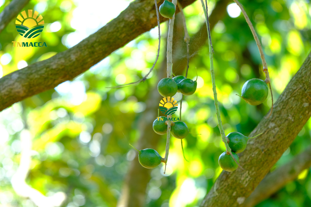 13.hạt macca tươi