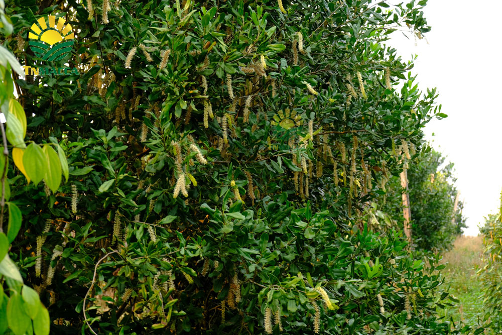 13.hat-macadamia-uc-nu-hoang-la-gi-va-co-tac-dung-gi-gia-bao-nhieu