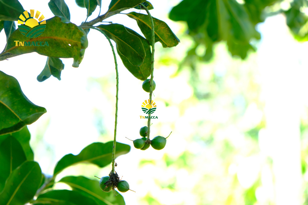 14.cach-rang-say-hat-macca-nguyen-vo-bang-chao-lo-nuong-va-lo-vi-song