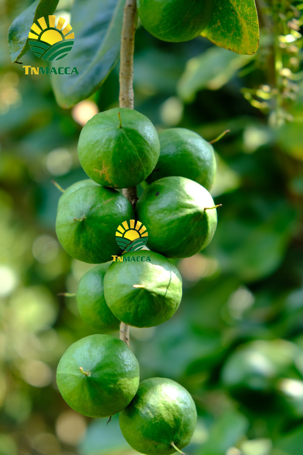 14.gia-hat-macca-4-cach-chon-san-pham-hat-macca-chat-luong-gia-tot