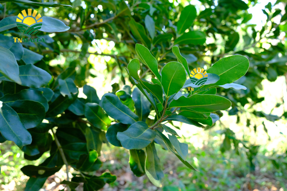 14.hạt macca tươi