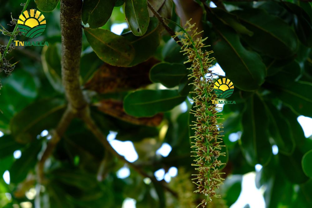 14.hat-macca-daklak-5-san-pham-hot-duoc-che-bien-tu-hat-macca-daklak