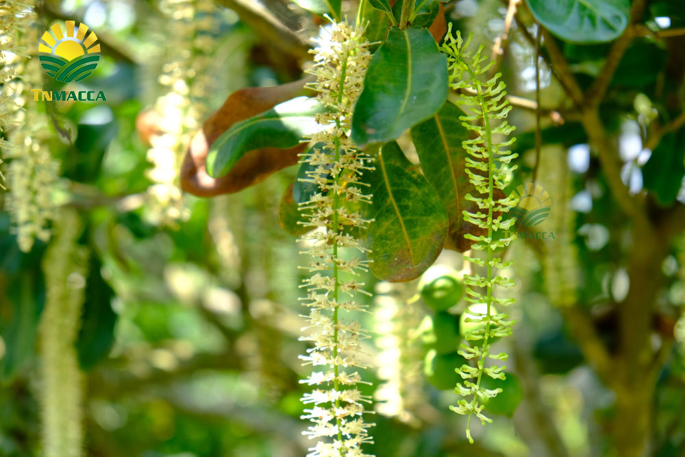 14.hat-macca-trung-quoc-5-cach-de-nhan-biet-macca-trung-quoc