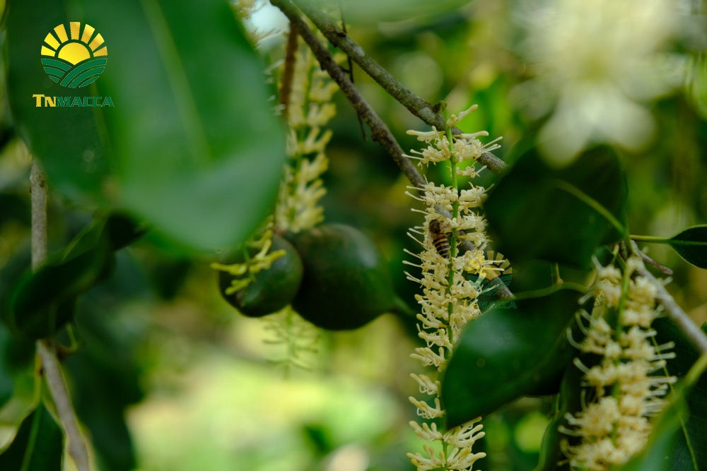 14.hat-macca-uc-mourad-s-500g-va-hat-macca-my-tach-vo-gia-bao-nhieu