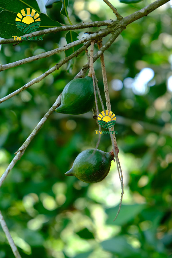 15.2-cach-che-bien-lam-tach-nut-san-vo-hat-macca-tuoi-da-boc-vo-xanh