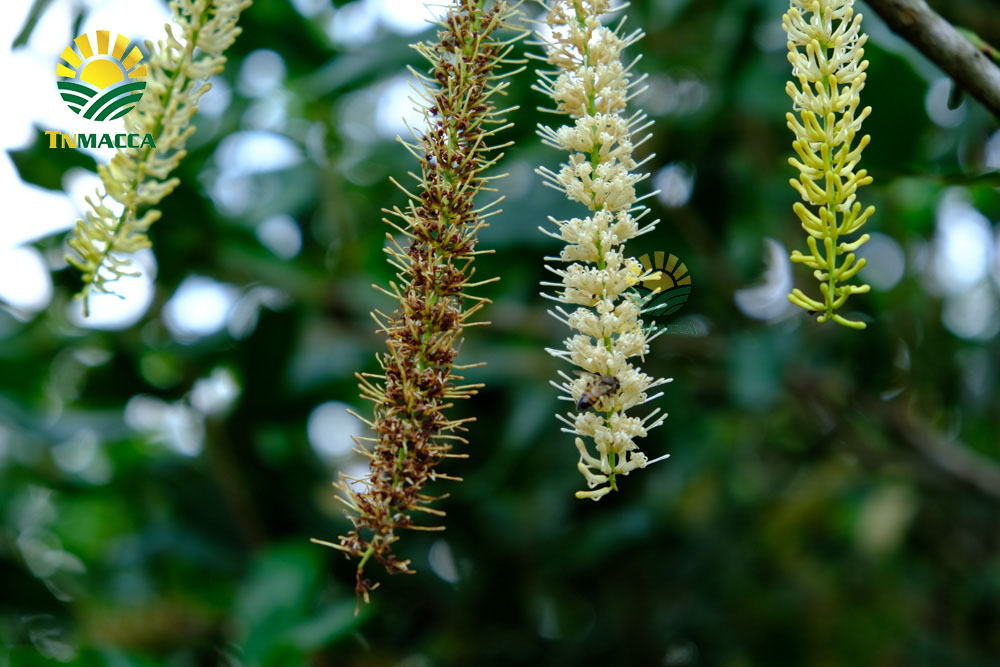 15.cach-tach-hat-macca-2-cach-tach-vo-hat-macca-tuoi-va-macca-say