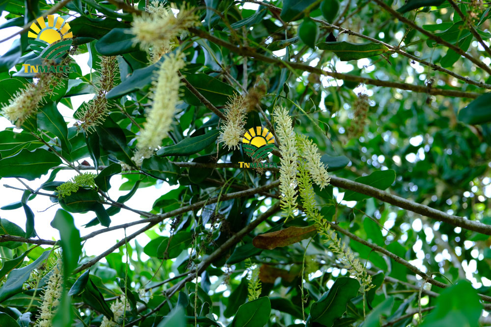 16.2-cach-che-bien-lam-tach-nut-san-vo-hat-macca-tuoi-da-boc-vo-xanh