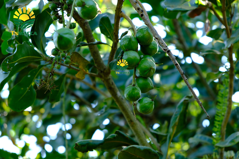 16.cach-rang-say-hat-macca-nguyen-vo-bang-chao-lo-nuong-va-lo-vi-song