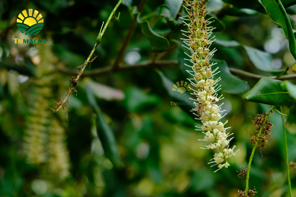 16.cach-tach-hat-macca-2-cach-tach-vo-hat-macca-tuoi-va-macca-say