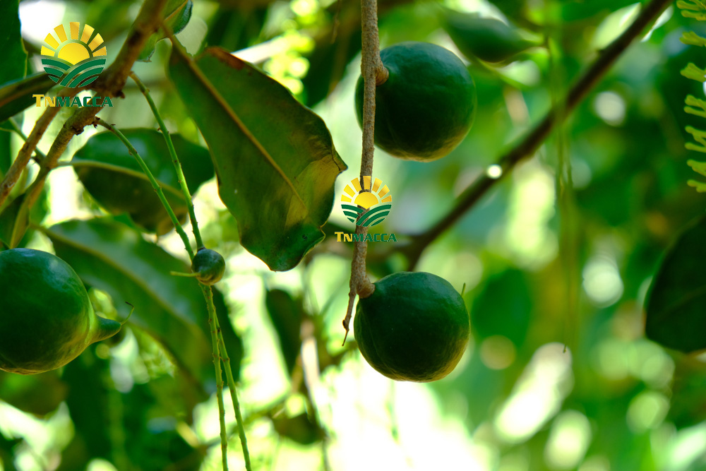 16.hạt macca tươi