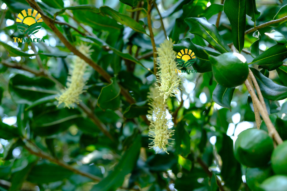 16.hat-macca-daklak-5-san-pham-hot-duoc-che-bien-tu-hat-macca-daklak