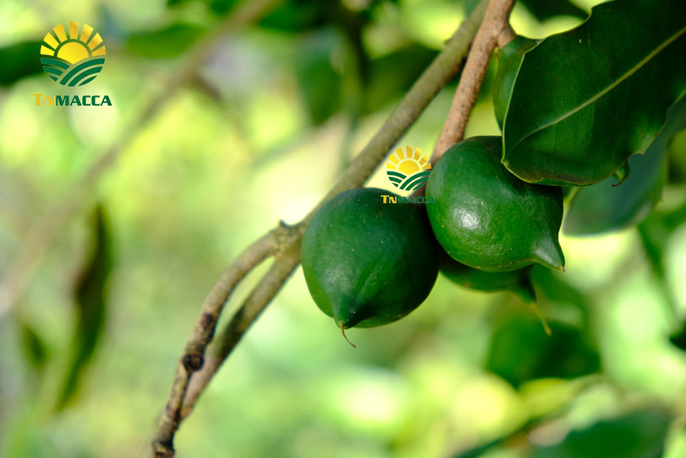 17.2-cach-che-bien-lam-tach-nut-san-vo-hat-macca-tuoi-da-boc-vo-xanh