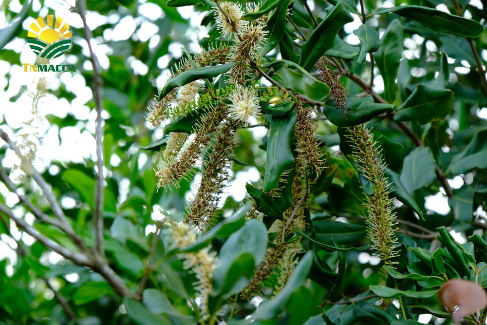 17.3-cach-lam-sua-hat-macca-ket-hop-voi-hat-oc-cho-dau-den-yen-mach