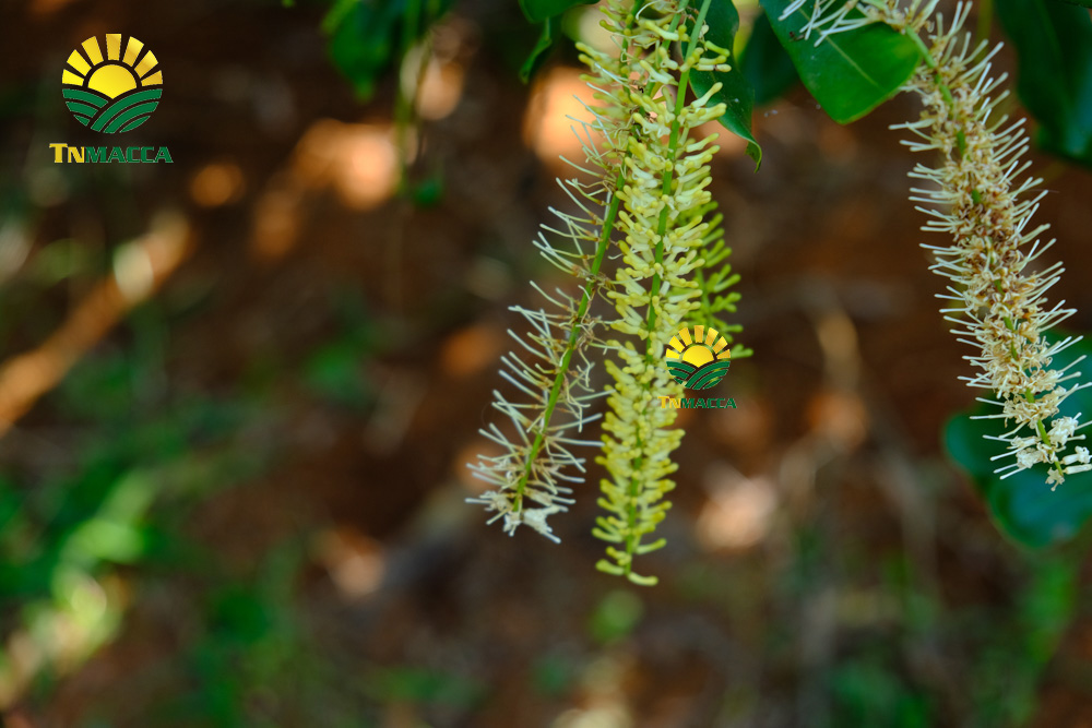 17.cach-rang-say-hat-macca-nguyen-vo-bang-chao-lo-nuong-va-lo-vi-song