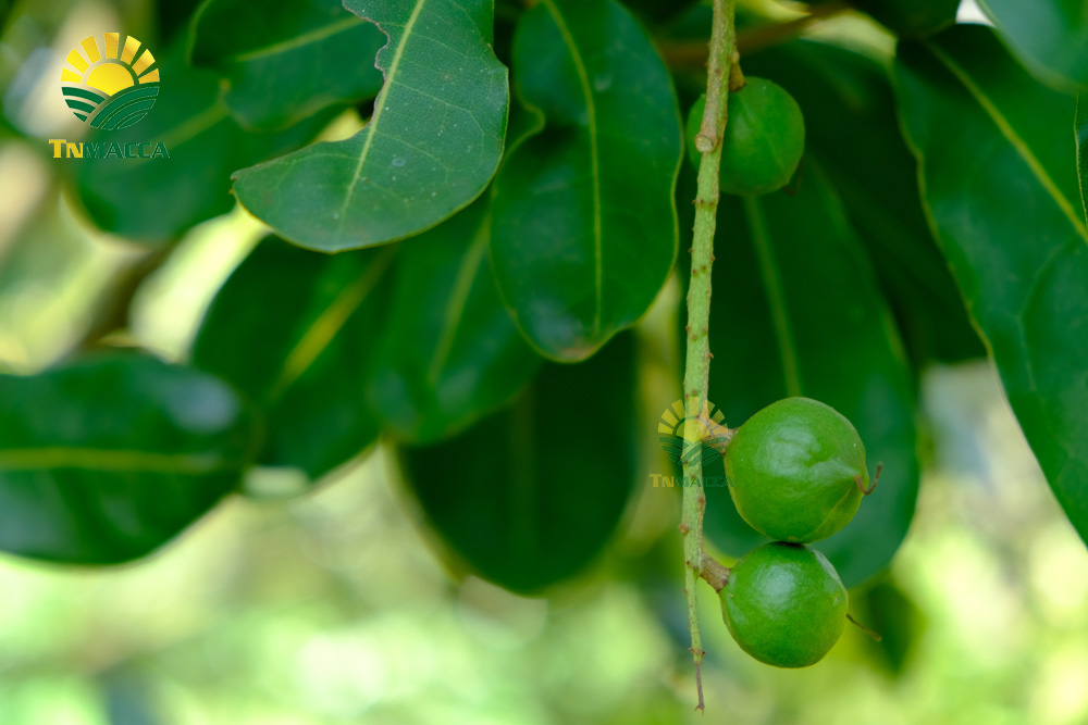 17.hat-macadamia-uc-nu-hoang-la-gi-va-co-tac-dung-gi-gia-bao-nhieu
