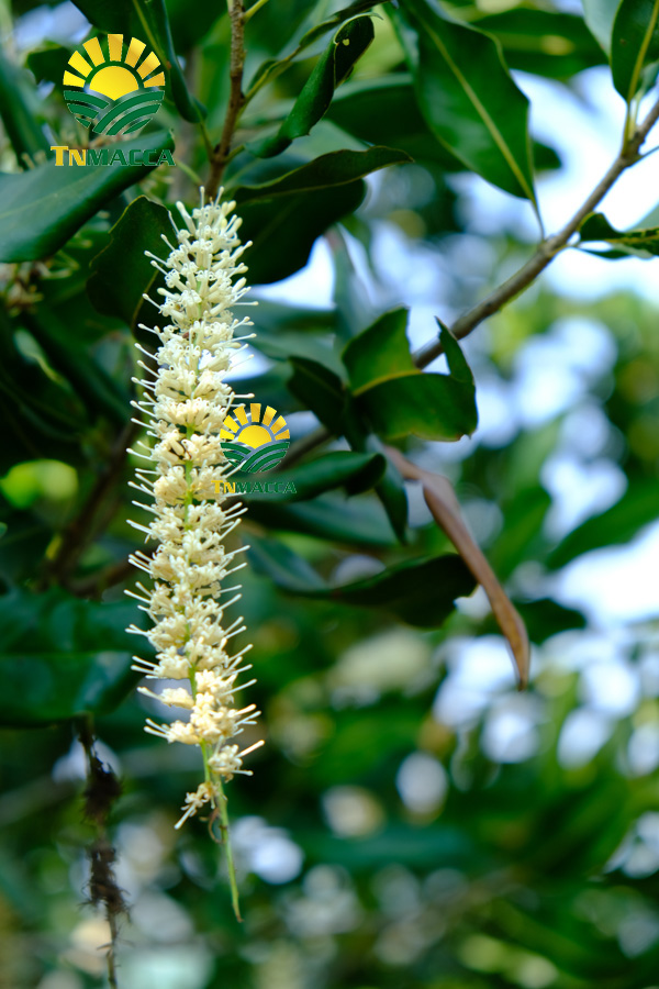 17.hat-macca-daklak-5-san-pham-hot-duoc-che-bien-tu-hat-macca-daklak