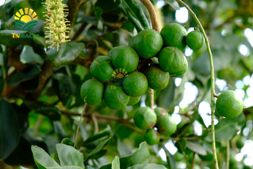 17.hat-macca-trung-quoc-5-cach-de-nhan-biet-macca-trung-quoc