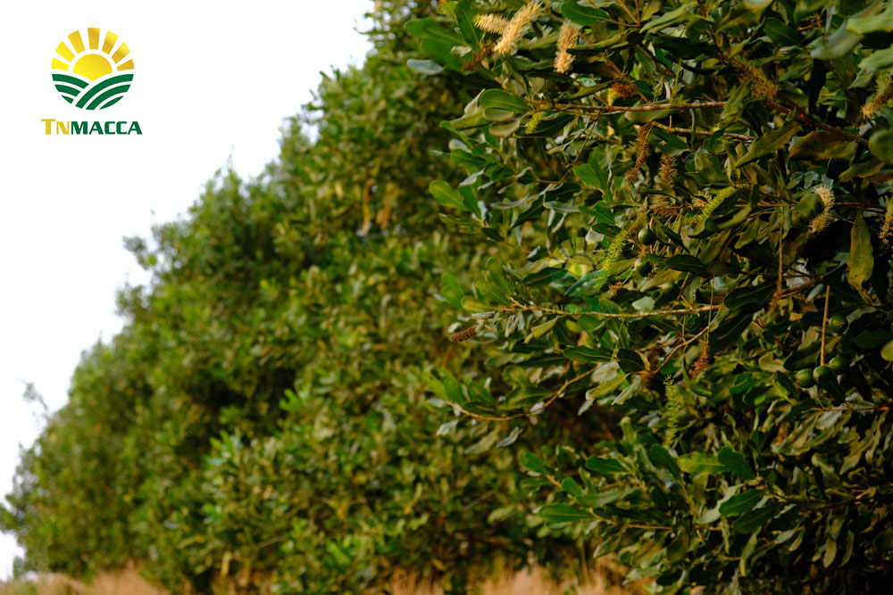 17.hat-macca-uc-mourad-s-500g-va-hat-macca-my-tach-vo-gia-bao-nhieu