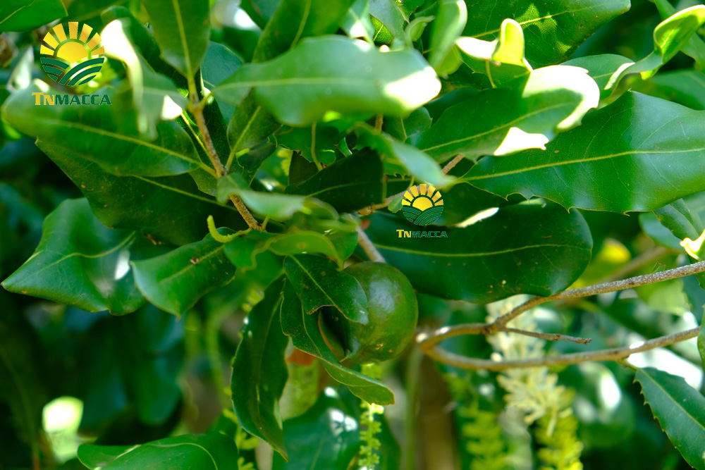 18.cach-rang-say-hat-macca-nguyen-vo-bang-chao-lo-nuong-va-lo-vi-song