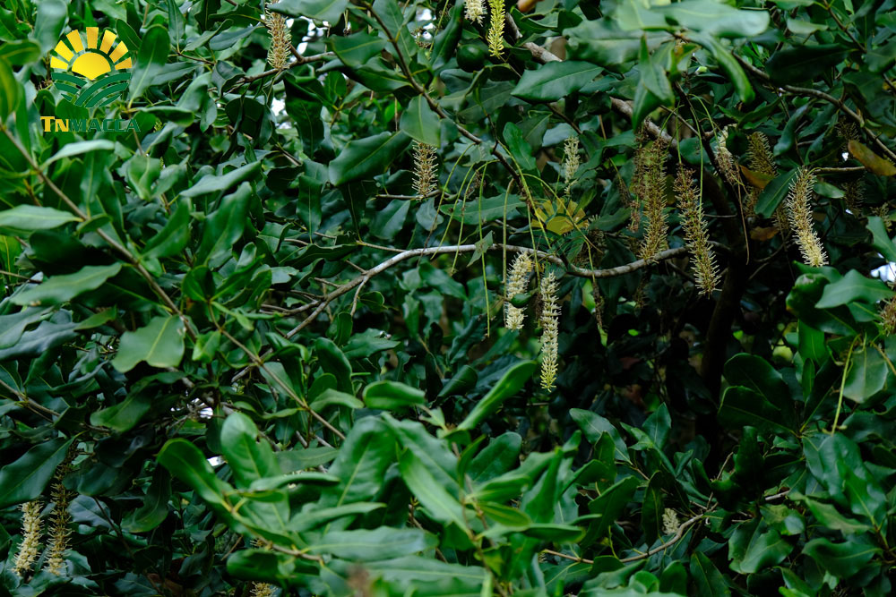 18.cach-tach-hat-macca-2-cach-tach-vo-hat-macca-tuoi-va-macca-say