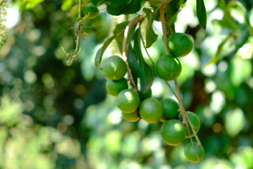 19.2-cach-che-bien-lam-tach-nut-san-vo-hat-macca-tuoi-da-boc-vo-xanh