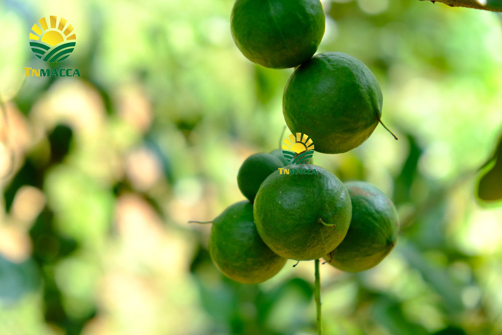 19.gia-hat-macca-4-cach-chon-san-pham-hat-macca-chat-luong-gia-tot