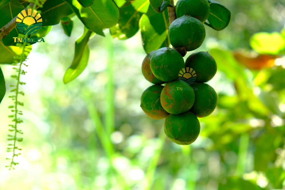 19.hat-macca-trung-quoc-5-cach-de-nhan-biet-macca-trung-quoc