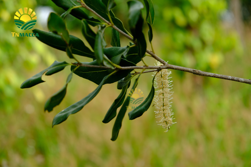 1.hat-macadamia-uc-nu-hoang-la-gi-va-co-tac-dung-gi-gia-bao-nhieu