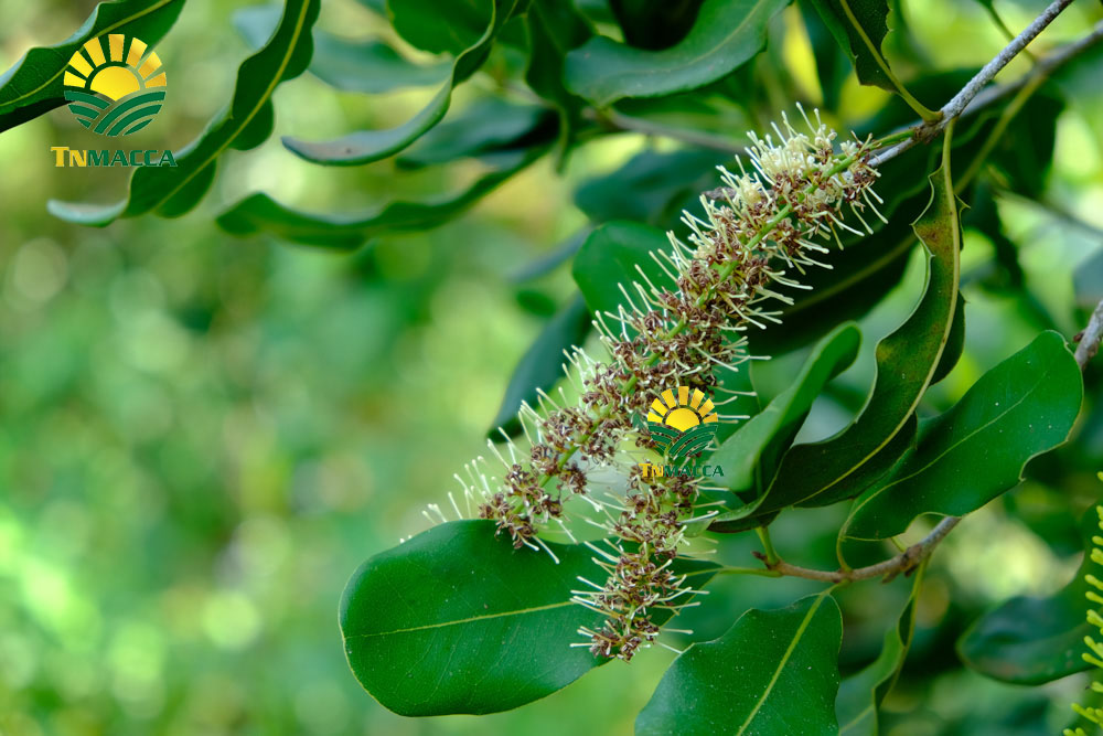 1.hat-macca-daklak-5-san-pham-hot-duoc-che-bien-tu-hat-macca-daklak