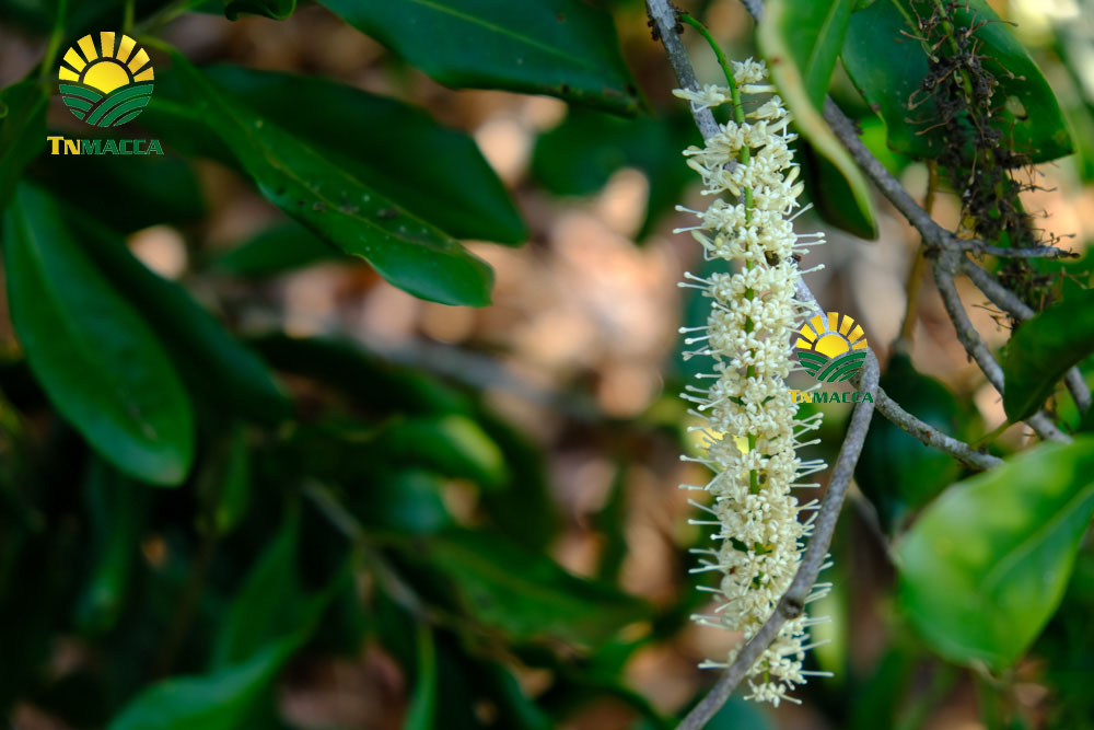 1.hat-macca-say-kho-da-tach-nut-vo-dac-lac-hay-da-lat-gia-re-hon