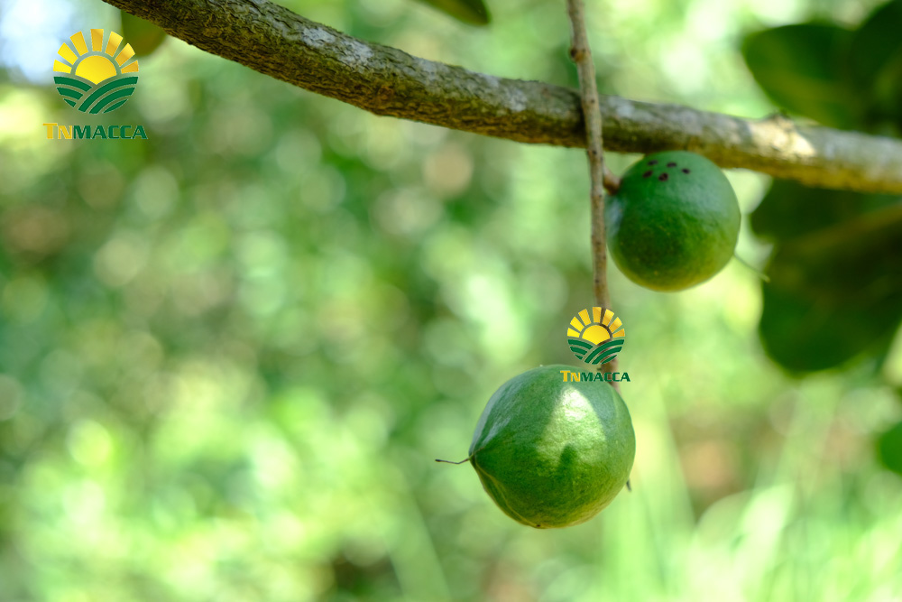 20.2-cach-che-bien-lam-tach-nut-san-vo-hat-macca-tuoi-da-boc-vo-xanh