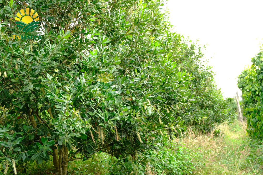 20.3-cach-lam-sua-hat-macca-ket-hop-voi-hat-oc-cho-dau-den-yen-mach