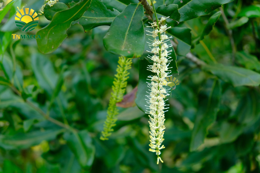 20.hat-macca-trung-quoc-5-cach-de-nhan-biet-macca-trung-quoc